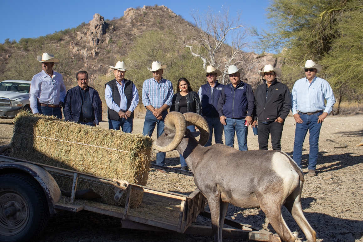 Contribuye Gobierno de Sonora a recuperación del borrego cimarrón con liberación de 20 animales: Celida López